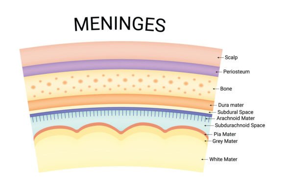 Download Meninges Science Design Vector Diagram - Diagram Collection