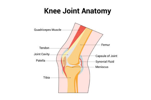 Download Knee Joint Anatomy Science Diagram - Diagram Collection