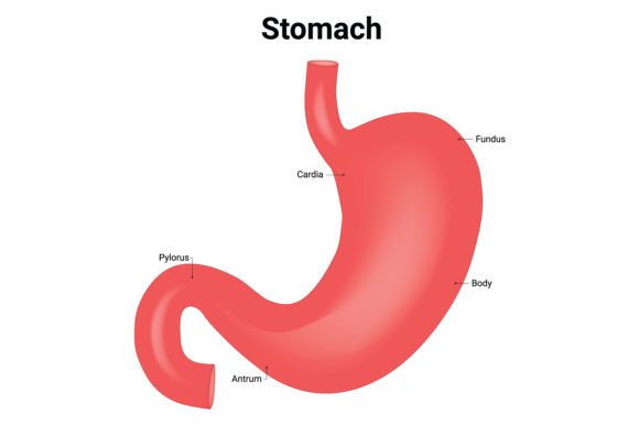 Download Stomach Science Design Vector Diagram - Diagram Collection
