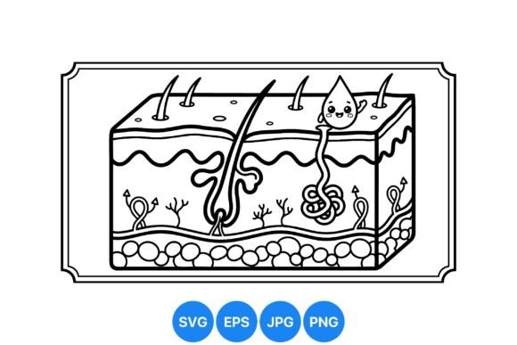 Download Skin Anatomy Educational Diagram - Diagram Collection